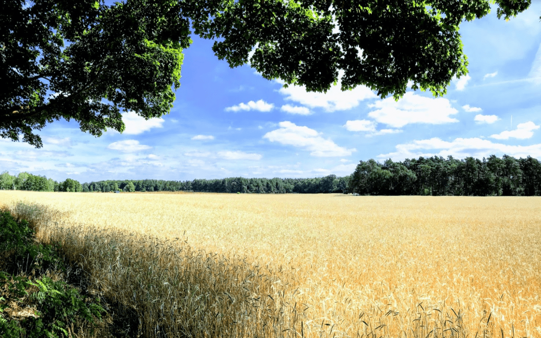 A mindset of abundance